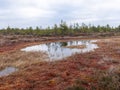 Gloomy bog landscape, grass, moss and swamp pines