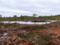 Gloomy bog landscape, grass, moss and swamp pines