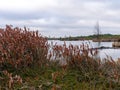 Gloomy bog landscape, grass, moss and swamp pines