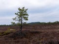 Gloomy bog landscape, grass, moss and swamp pines