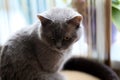 Gloomy unhappy grey domestic cat