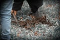 Feet of people with a shovel, who are digging the ground wet from the rain