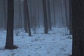 A gloomy winter cold forest, mist Royalty Free Stock Photo