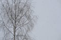 Gloomy winter view during a blizzard and heavy snowfall. Winter view of a tree against a dark sky during a severe snowstorm Royalty Free Stock Photo