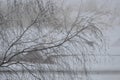 Gloomy winter view during a blizzard and heavy snowfall. Winter view of a tree against a dark sky during a severe snowstorm Royalty Free Stock Photo