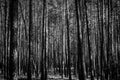 Gloomy young pine forest