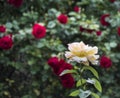 Gloria Dei, a beautiful roseflower Royalty Free Stock Photo