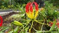 Gloriosa (Colchicaceae family). Royalty Free Stock Photo