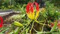 Gloriosa (Colchicaceae family).