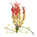 Gloriosa Exotic Flower Watercolor Illustration. Tropical Red With Yellow Lily Plant. Botanical Asian And African Blossom. Flame Fl