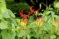 Gloriosa genus flower - Image