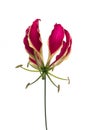 Gloriosa glory lily flower Royalty Free Stock Photo