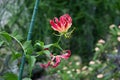 Gloriosa  Glory lily  flowers. Royalty Free Stock Photo