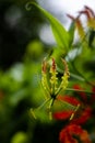 Gloriosa superba agnishikha kalhari flower Royalty Free Stock Photo