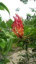 close up captute of Gloriosa superba flower