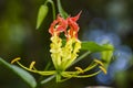 Gloriosa Superba or Climbing Lily flower Royalty Free Stock Photo