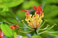 Gloriosa Superba or Climbing Lily flower Royalty Free Stock Photo