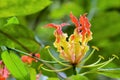 Gloriosa Superba or Climbing Lily flower Royalty Free Stock Photo