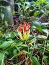 Gloriosa superba,Climbing Lily flower red yellow colour it is herb Royalty Free Stock Photo