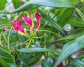 Gloriosa superba, flame, climbing, creeping, glory, gloriosa, fire lily, tiger claw. Original exotic red flower