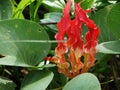 Gloriosa superba, flame lilly, Chidiya Tapu Beach, Andaman Island, India Royalty Free Stock Photo