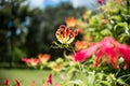 Gloriosa Superba Flame Lily also called Climbing Lily Royalty Free Stock Photo