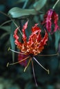 Gloriosa superba, Flame lily, niyagala