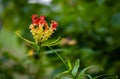 Gloriosa superba flower Royalty Free Stock Photo