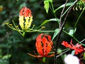 Gloriosa superba flowers also called Flame lily, climbing lily or Glory lily