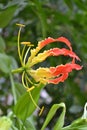 Gloriosa superba. L Royalty Free Stock Photo