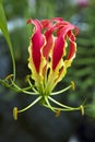 Gloriosa superba rothschildiana Royalty Free Stock Photo