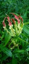 Gloriosa superba is a species of flowering plant in the family Colchicaceae.