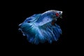 Glorious blue betta fish Royalty Free Stock Photo