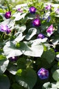 Glorious blue morning glory in bright sunshine.Beautiful violet