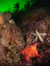 Starfish selection - Cape Wrath, Scotland