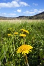 The glorious dandelion