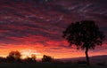 Glorious dramatic sunrise over the hills. Altocumulus clouds.