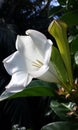 Glorious Flower of Cuba White Trumpet-shaped and Fragrant