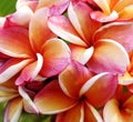 Glorious frangipani or plumeria flowers