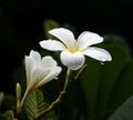 Glorious frangipani or plumeria flowers