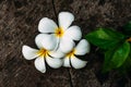 Glorious frangipani or plumeria flowers, with black background. Frangipani typical Balinese Flower - Plumeria Flower. Balinese