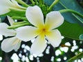 Glorious frangipani (plumeria),in natural light