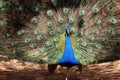 Glorious fully fledged peacock
