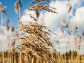 Glorious and golden reeds in the summer sun