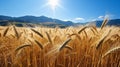 Glorious golden sunrise over serene countryside with vibrant wheat fields and clear blue sky Royalty Free Stock Photo