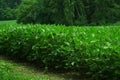 Glorious Green Bean Field