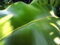 Glorious Green: Captivating Beauty of Lush Leaves