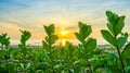 Glorious green plant Royalty Free Stock Photo