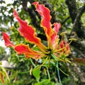 glorious lily in a beautiful shade of red and yellow with its long yellowish pistils and green leaves