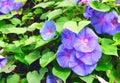 Glorious morning glory Royalty Free Stock Photo